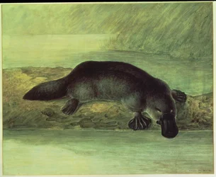 Ptakopysk kachnozobý, ornithorynchus paradoxus, 1810